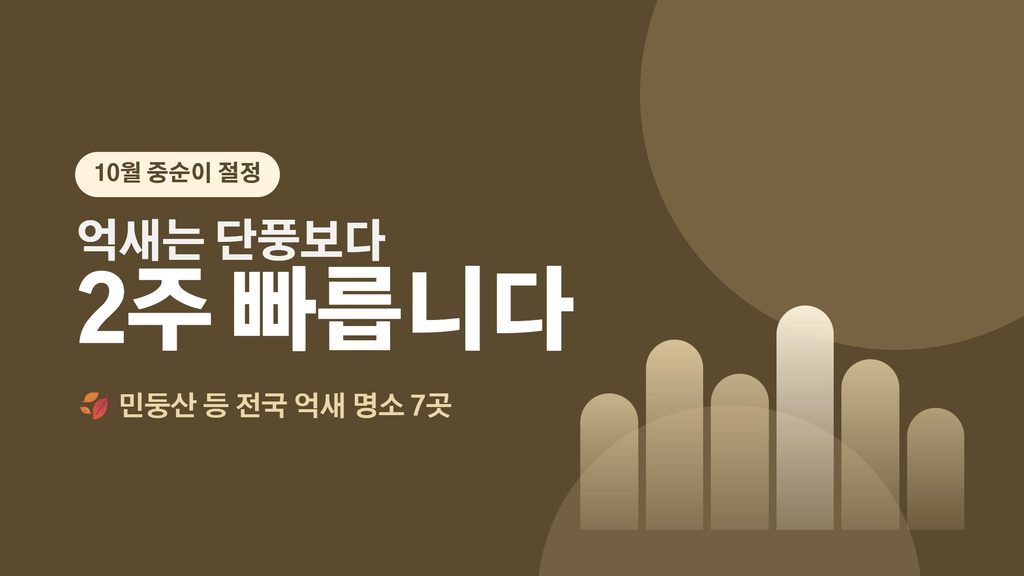 억새 대표
